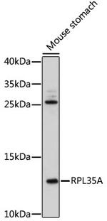 RPL35A Polyclonal Antibody