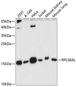 RPL36AL Antibody in Western Blot (WB)