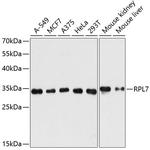 RPL7 Antibody in Western Blot (WB)