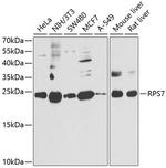 RPS7 Antibody in Western Blot (WB)