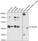RRAGD Antibody in Western Blot (WB)