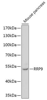 RRP9 Polyclonal Antibody