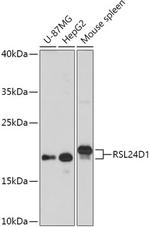 RSL24D1 Polyclonal Antibody