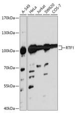 RTF1 Polyclonal Antibody