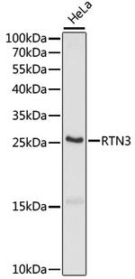 RTN3 Polyclonal Antibody