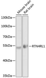 RTN4RL1 Polyclonal Antibody