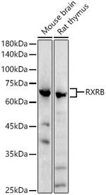 RXRB Polyclonal Antibody