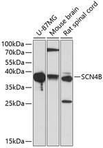 SCN4B Polyclonal Antibody