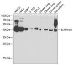 SERPINB1 Antibody in Western Blot (WB)