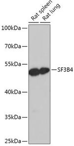 SF3B4 Polyclonal Antibody