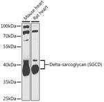 SGCD Antibody in Western Blot (WB)