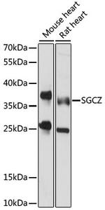 SGCZ Polyclonal Antibody