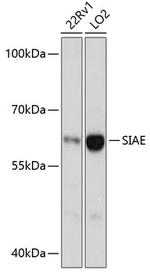 SIAE Polyclonal Antibody