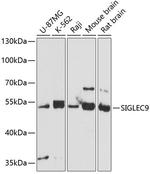 SIGLEC9 Antibody in Western Blot (WB)