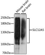 KCC2 Antibody in Western Blot (WB)