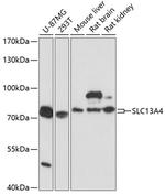 SLC13A4 Polyclonal Antibody