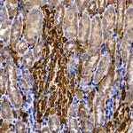 SLC14A1 Polyclonal Antibody