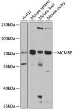 MCMBP Polyclonal Antibody