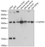 CTRP5 Polyclonal Antibody