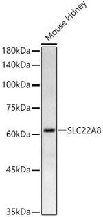 SLC22A8 Polyclonal Antibody