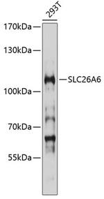 SLC26A6 Polyclonal Antibody