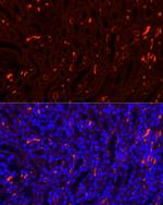 SLC4A1 Antibody in Immunohistochemistry (Paraffin) (IHC (P))