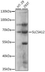 SLC5A12 Polyclonal Antibody