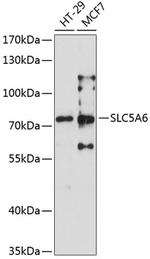SLC5A6 Polyclonal Antibody