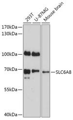 SLC6A8 Polyclonal Antibody