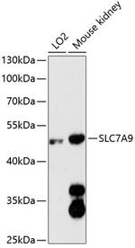 SLC7A9 Antibody in Western Blot (WB)