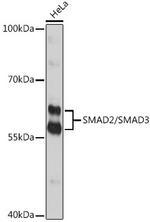 SMAD2/SMAD3 Antibody in Western Blot (WB)