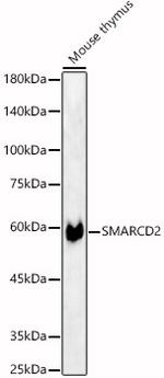 SMARCD2 Antibody in Western Blot (WB)