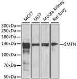 SMTN Polyclonal Antibody