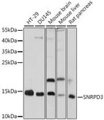 SNRPD3 Polyclonal Antibody