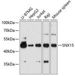 SNX15 Antibody in Western Blot (WB)