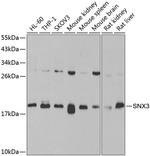 SNX3 Polyclonal Antibody