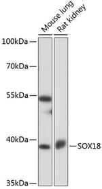 SOX18 Polyclonal Antibody