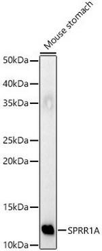 SPRR1A Antibody in Western Blot (WB)