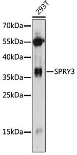 SPRY3 Polyclonal Antibody