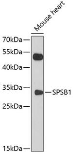 SPSB1 Antibody in Western Blot (WB)