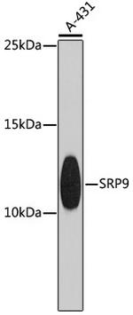 SRP9 Polyclonal Antibody