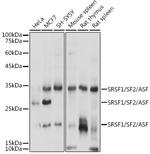 SRSF1 Polyclonal Antibody