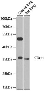 STX11 Polyclonal Antibody