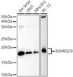 SUMO2 Polyclonal Antibody