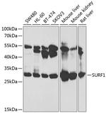 SURF1 Polyclonal Antibody