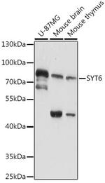 Synaptotagmin 6 Polyclonal Antibody