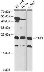 TAF9 Polyclonal Antibody