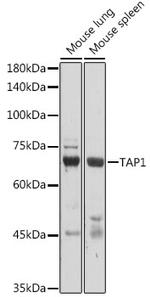 TAP1 Polyclonal Antibody