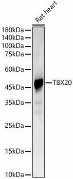 TBX20 Antibody in Western Blot (WB)