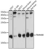 TIMM8B Antibody in Western Blot (WB)